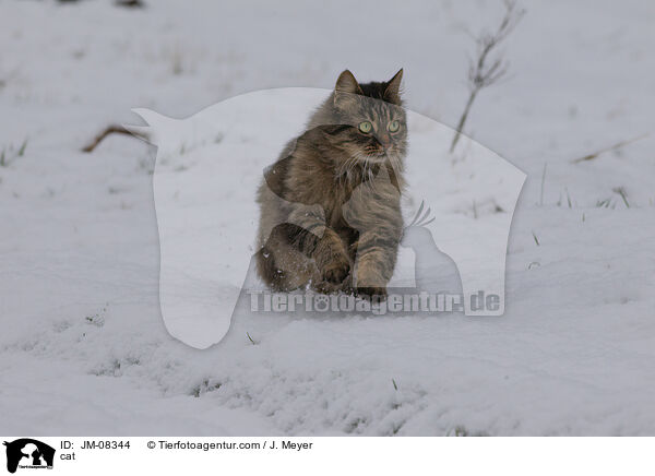 cat / JM-08344