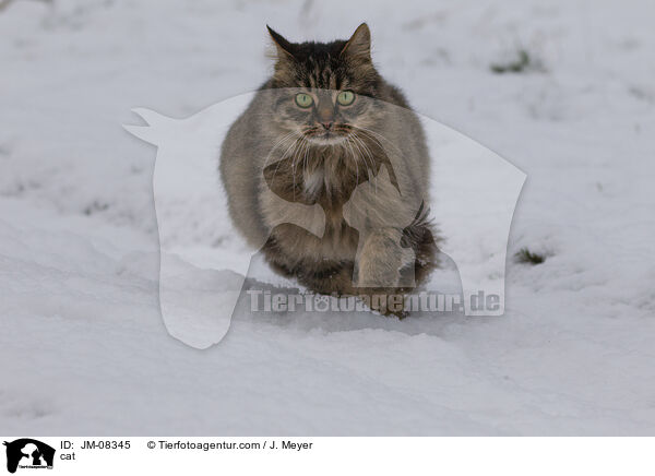 cat / JM-08345