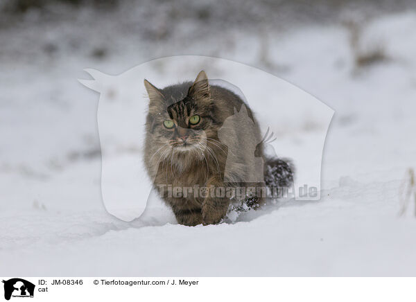 cat / JM-08346