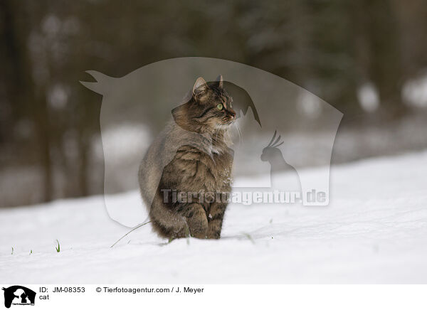 cat / JM-08353