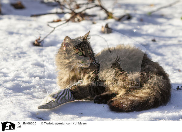 cat / JM-08365