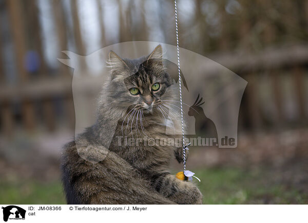 cat / JM-08366