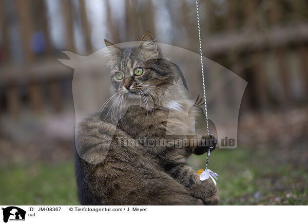 cat / JM-08367