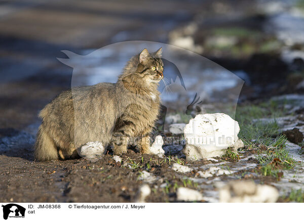cat / JM-08368