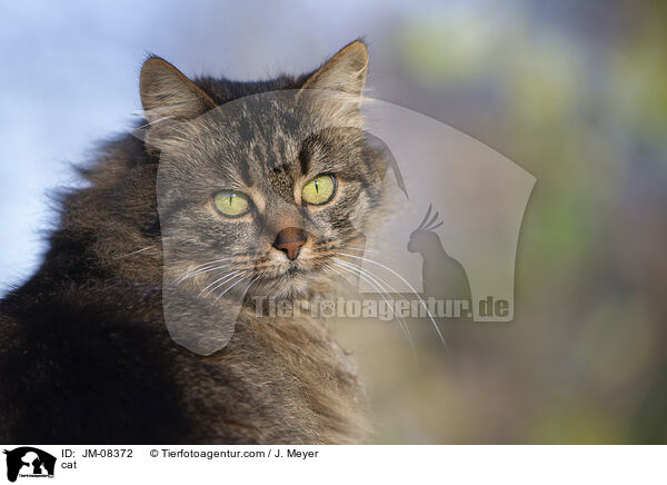 cat / JM-08372