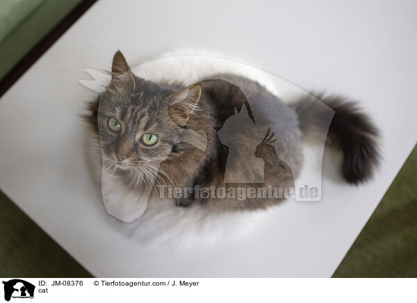 cat / JM-08376