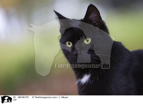 cat / JM-08378