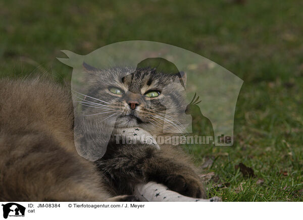 cat / JM-08384
