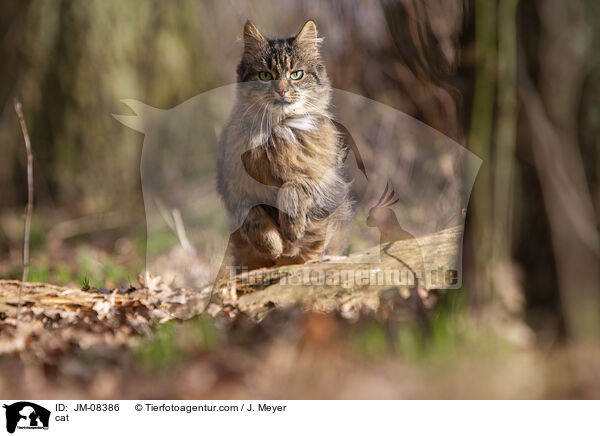 cat / JM-08386