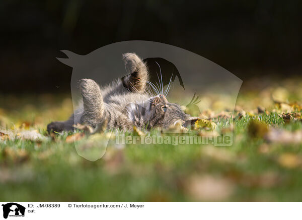 cat / JM-08389