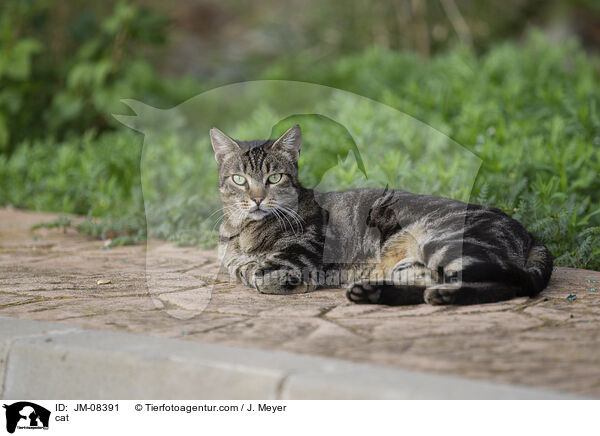 cat / JM-08391