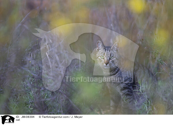 cat / JM-08394