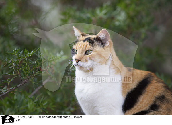 Katze / Cat / JM-08398