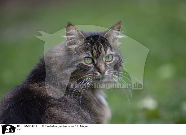 cat / JM-08401