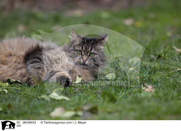 cat / JM-08403