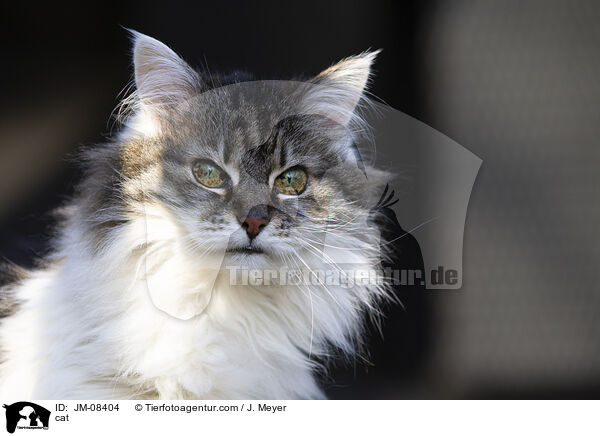 cat / JM-08404