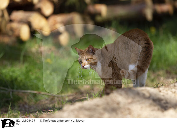 cat / JM-08407