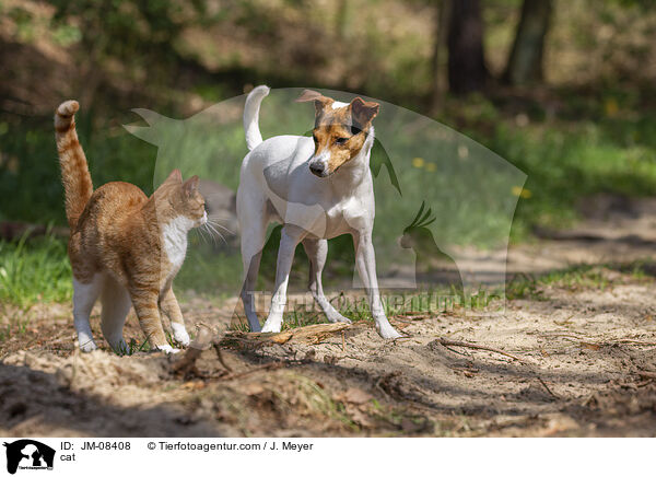 cat / JM-08408