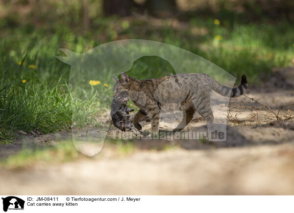 Cat carries away kitten / JM-08411
