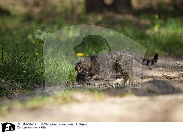Cat carries away kitten / JM-08412