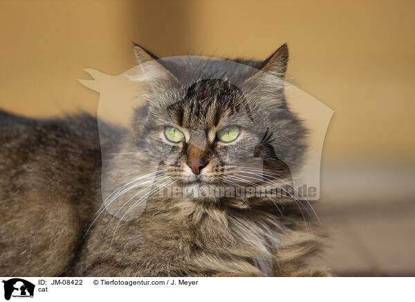 cat / JM-08422