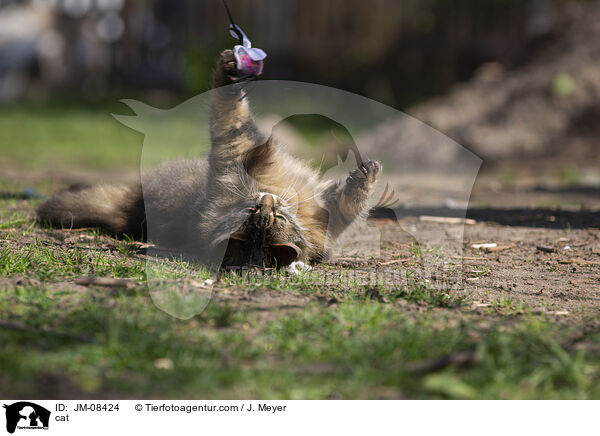 cat / JM-08424