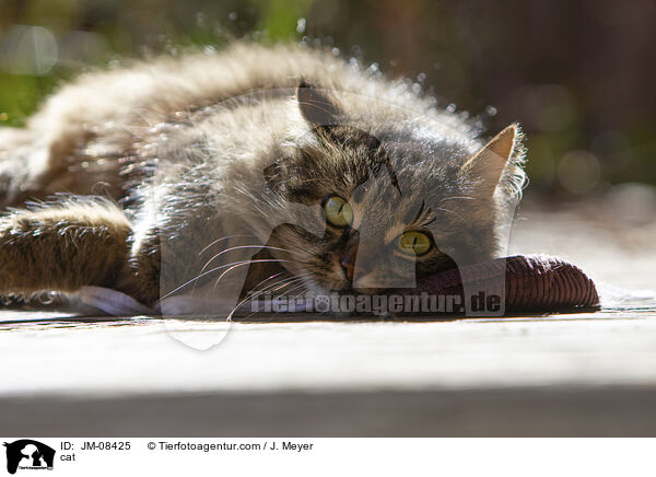 cat / JM-08425