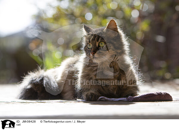 cat / JM-08428