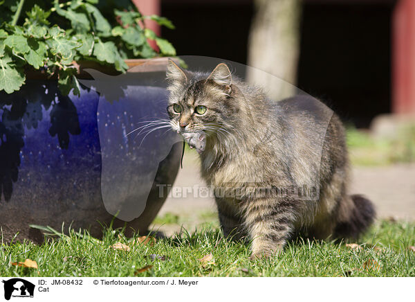Cat / JM-08432