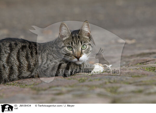 cat / JM-08434