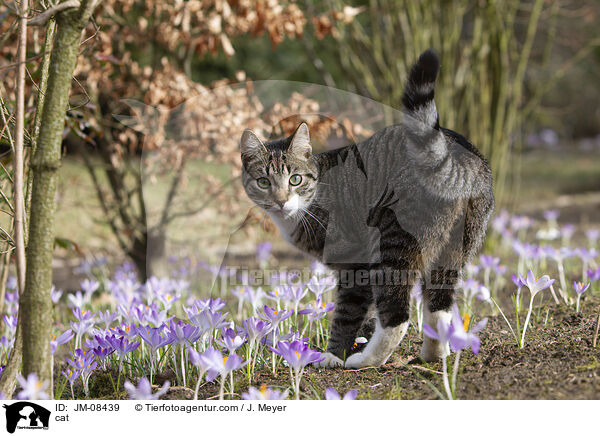 cat / JM-08439