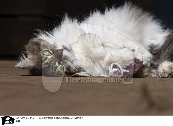 cat / JM-08442
