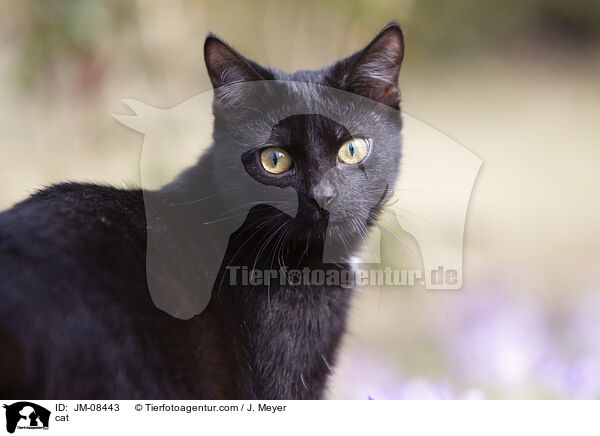 cat / JM-08443