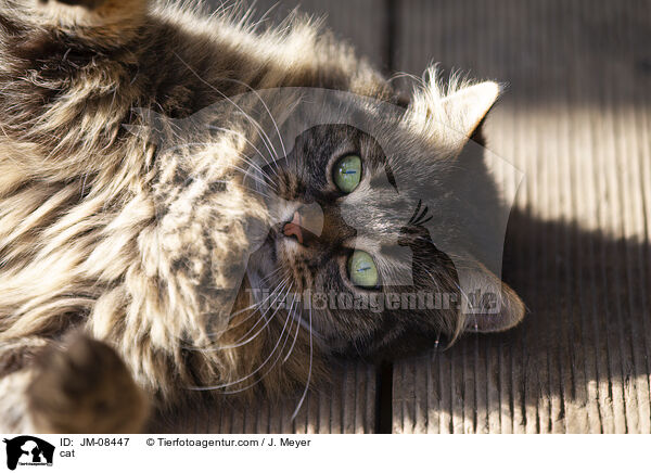 cat / JM-08447