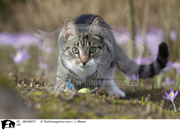 Katze / cat / JM-08457