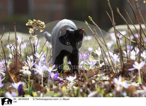 cat / JM-08464