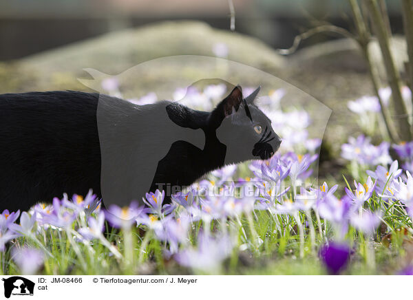 cat / JM-08466