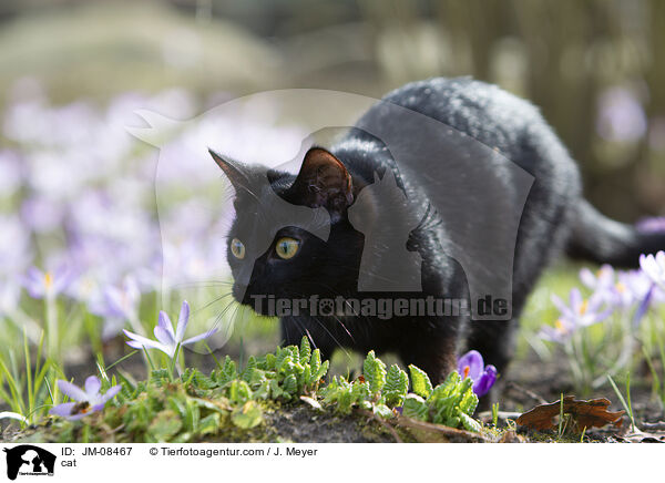 Katze / cat / JM-08467