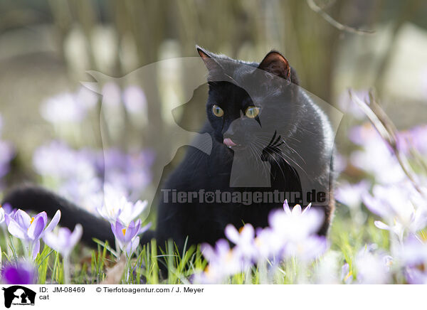 cat / JM-08469