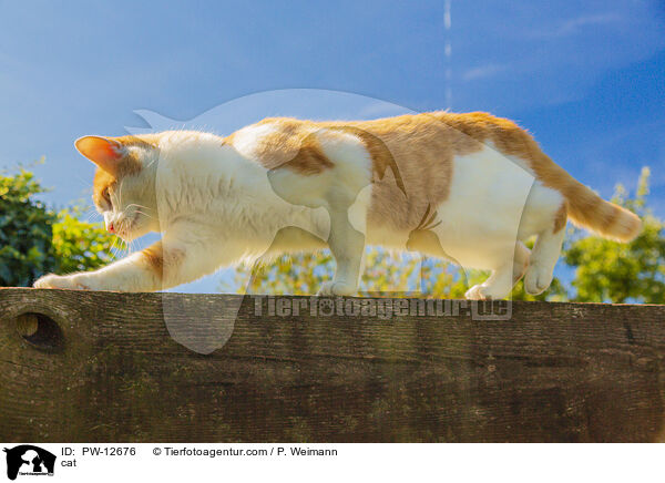 cat / PW-12676