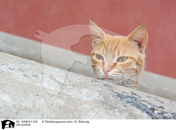 cat portrait / KAB-01128
