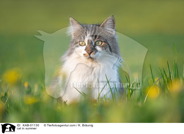 cat in summer / KAB-01130
