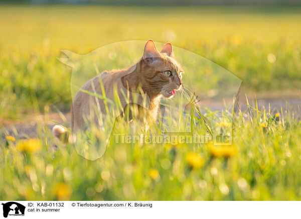Katze im Sommer / cat in summer / KAB-01132