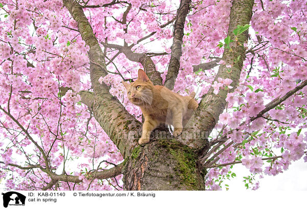 cat in spring / KAB-01140
