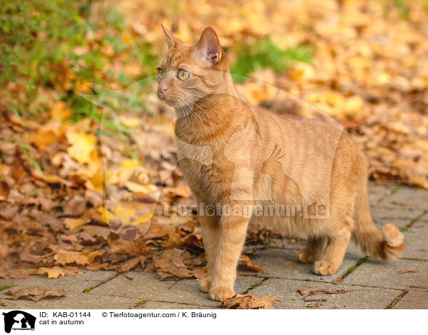 cat in autumn / KAB-01144