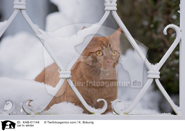 cat in winter / KAB-01148