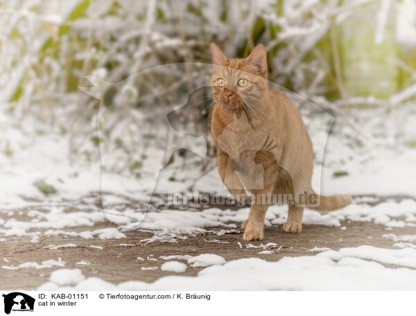 cat in winter / KAB-01151