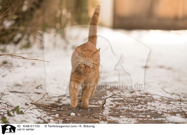 cat in winter / KAB-01152