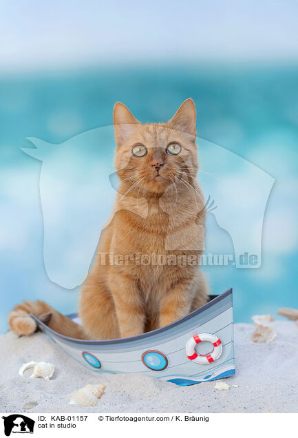 Katze im Studio / cat in studio / KAB-01157