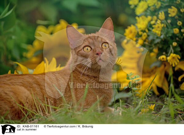 Katze im Sommer / cat in summer / KAB-01161